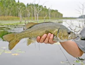 Bass are a nude lure specialty.